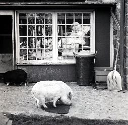 Pot-Bellied Pigs, a photograph by Alex Halderman
