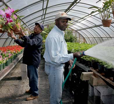 Photo of: crew tending young plants in greenhouse